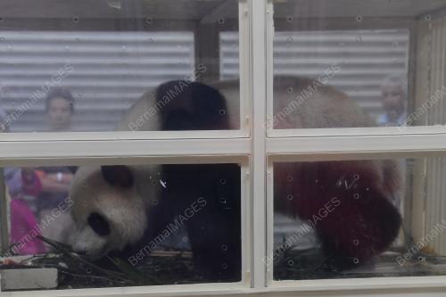 PTJ20_14112017_PANDA