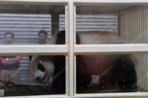 PTJ21_14112017_PANDA