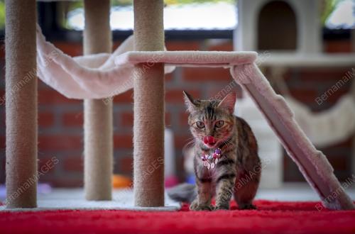 TAMAN KUCING CYBERJAYA