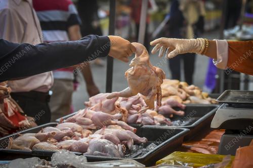 TINJAUAN HARGA AYAM