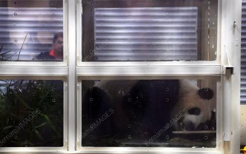 PTJ22_14112017_PANDA