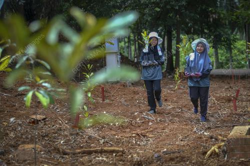 PENANAMAN POKOK GUTTA PERCHA
