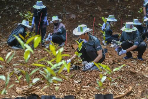 PENANAMAN POKOK GUTTA PERCHA