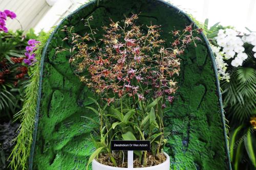 DENDROBIUM DR WAN AZIZAH