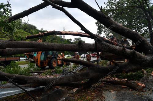 KEJADIAN POKOK TUMBANG