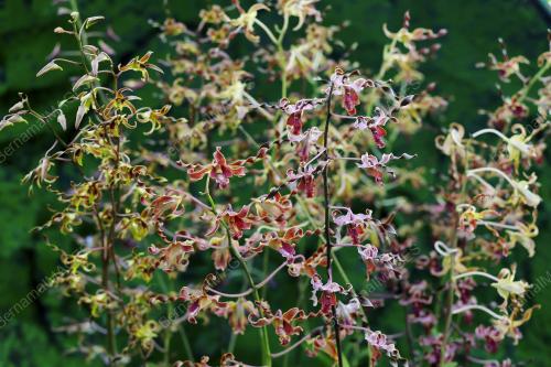 DENDROBIUM DR WAN AZIZAH