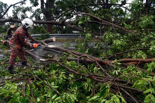 POKOK TUMBANG