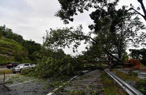 KEJADIAN POKOK TUMBANG