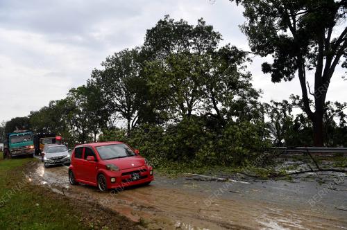 KEJADIAN POKOK TUMBANG