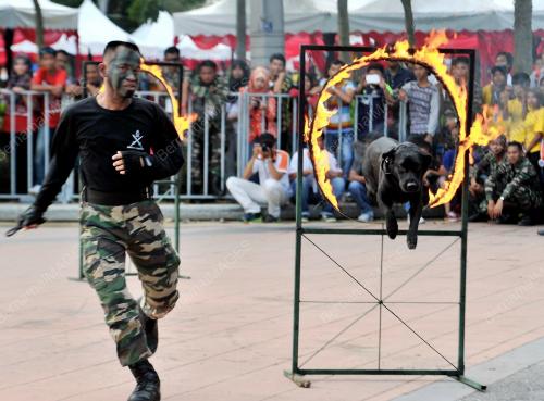 PTJ32_25052013_FESTIVAL_BELIA