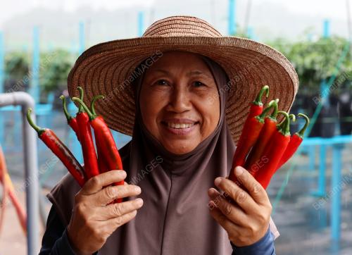 BELANJAWAN 2025