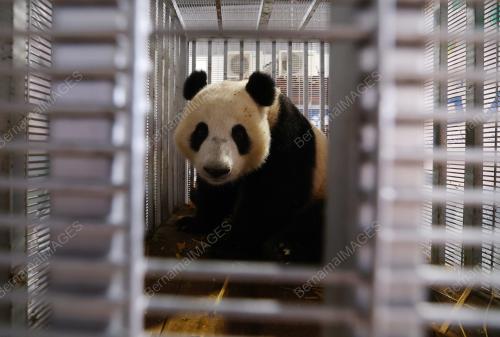PANDA Yi Yi DAN SHENG YI