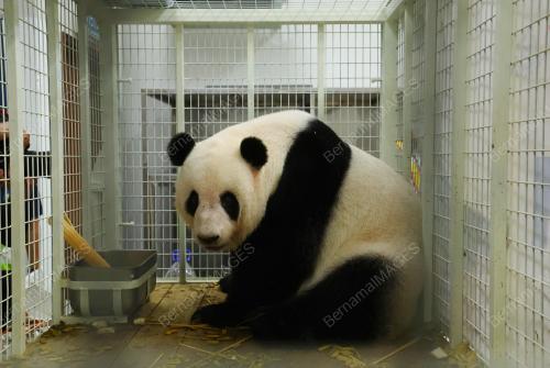PANDA Yi Yi DAN SHENG YI