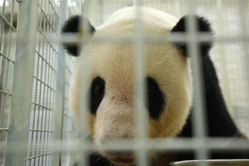 PANDA Yi Yi DAN SHENG YI