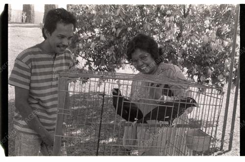 Pertandingan Burung Tiong Emas