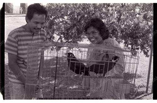 Pertandingan Burung Tiong Emas