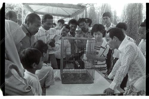 Pertandingan Burung Tiong Emas