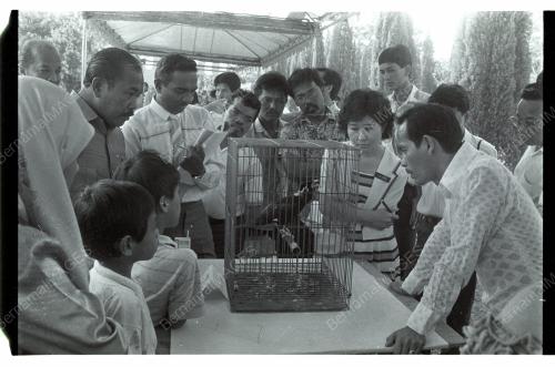 Pertandingan Burung Tiong Emas