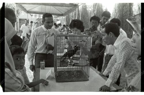 Pertandingan Burung Tiong Emas