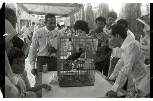 Pertandingan Burung Tiong Emas