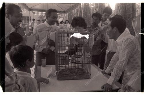 Pertandingan Burung Tiong Emas