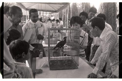 Pertandingan Burung Tiong Emas