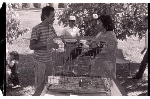 Pertandingan Burung Tiong Emas