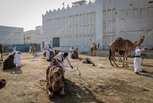 PENGAWAL UNTA AMIRI DIWAN