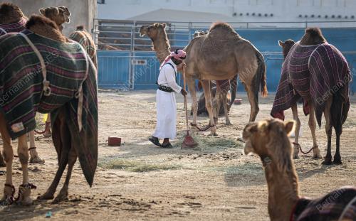 PENGAWAL UNTA AMIRI DIWAN