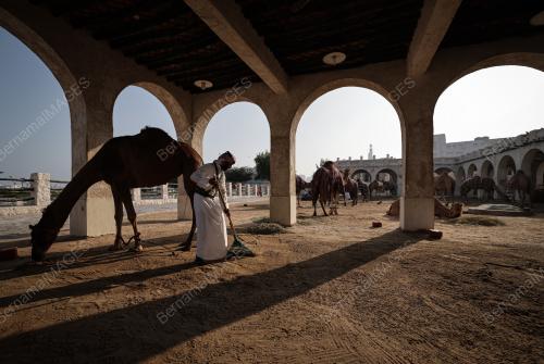 PENGAWAL UNTA AMIRI DIWAN