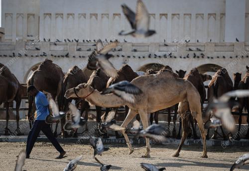 PENGAWAL UNTA AMIRI DIWAN