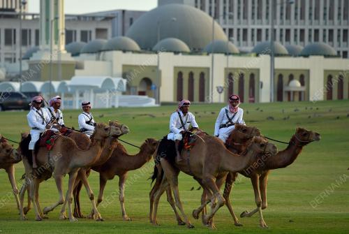 PENUNGGANG UNTA QATAR