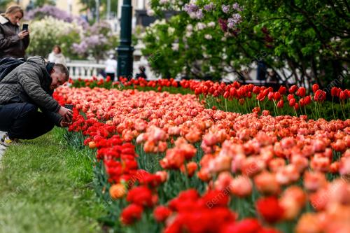 ALEXANDER GARDENS