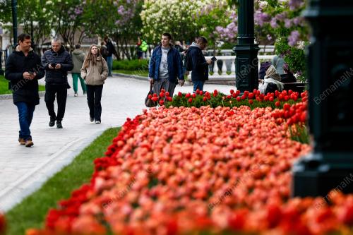 ALEXANDER GARDENS