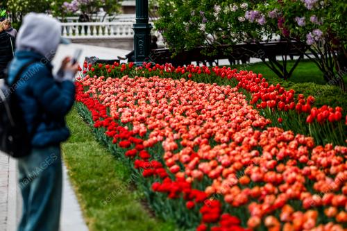ALEXANDER GARDENS