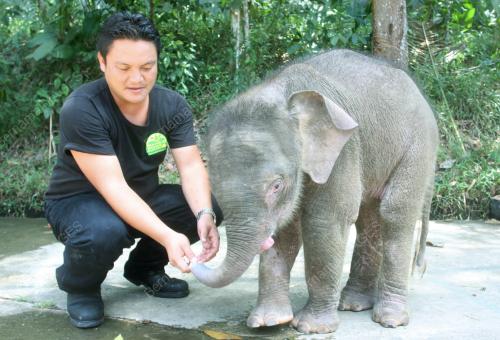 SB004_30012013_GAJAH