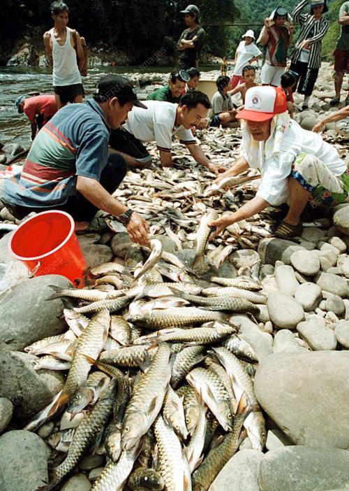 MAGALIS IKAN AIR TAWAR