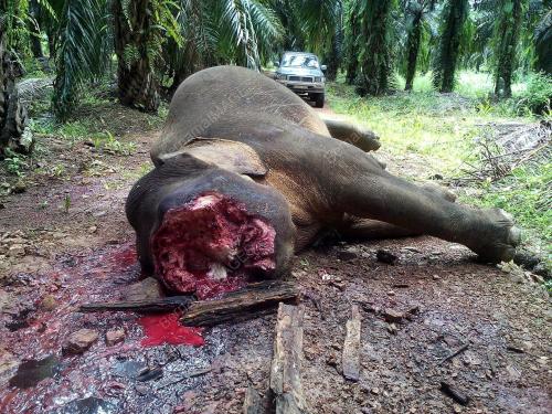 SB01_01012017_GAJAH_MATI