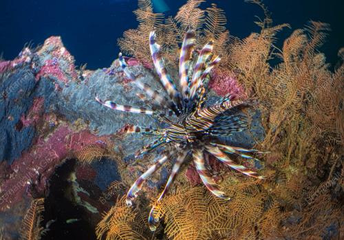 LABUAN, PERMATA BIODIVERSITI LAUT