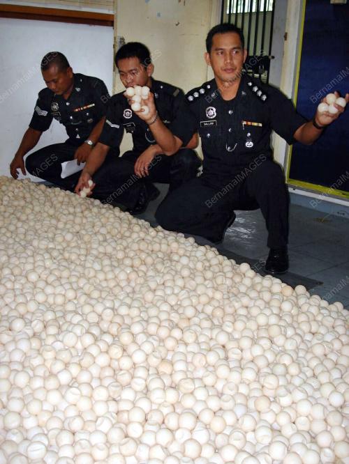 RAMPASAN TELUR PENYU