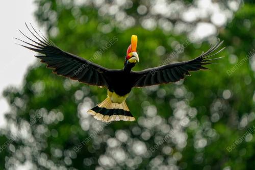 BURUNG_MALIAU