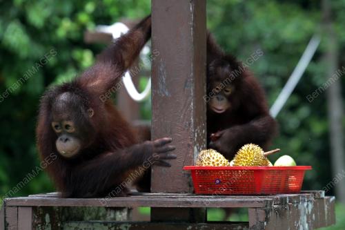 KEMBARA KENALI BORNEO