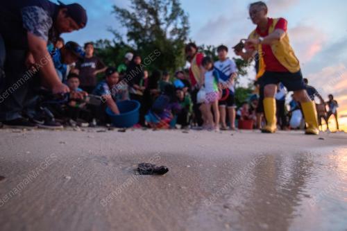 HAWKSBILL BABY TURTLE