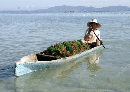 RUMPAI LAUT SEMPORNA