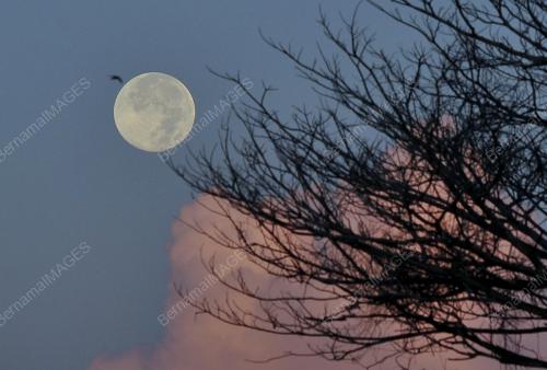 THE SUPER FLOWER MOON 2020