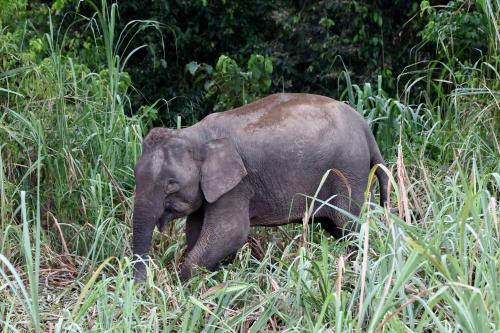 GAJAH BORNEO