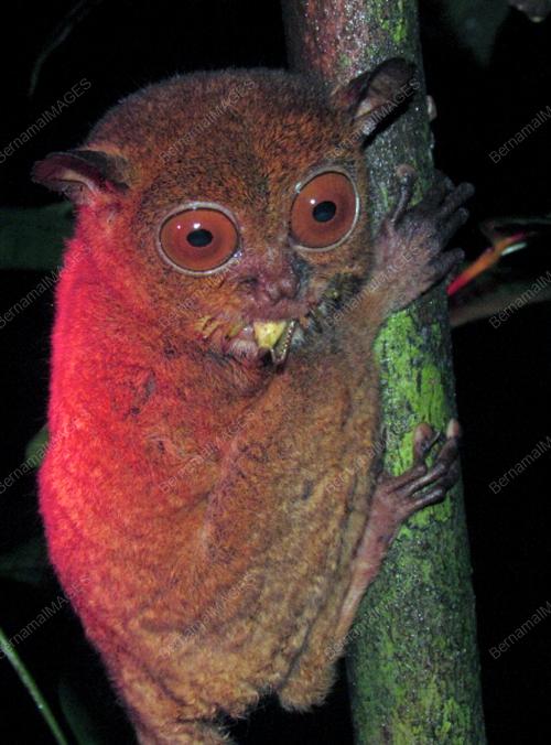 SB01_11032012_KERA_HANTU