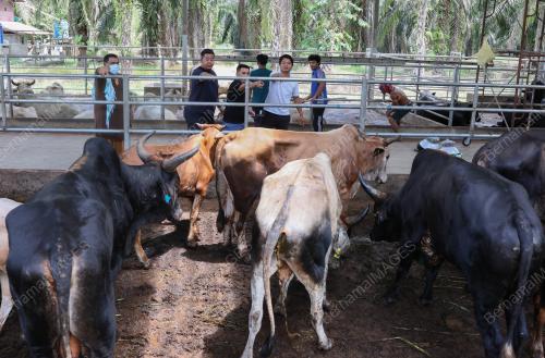 LEMBU KORBAN