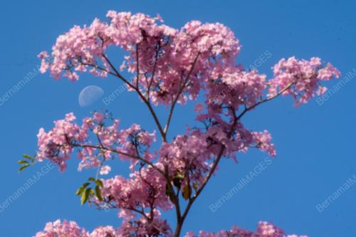 MUSIM BUNGA SAKURA