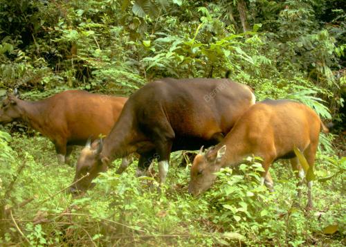 BORNEAN BANTENG
